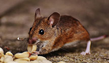 24 Hour & Emergency Exterminators in Boyers Junction, PA